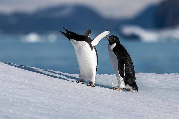 Adélie Penguins on Antarctic Ice Wall Art