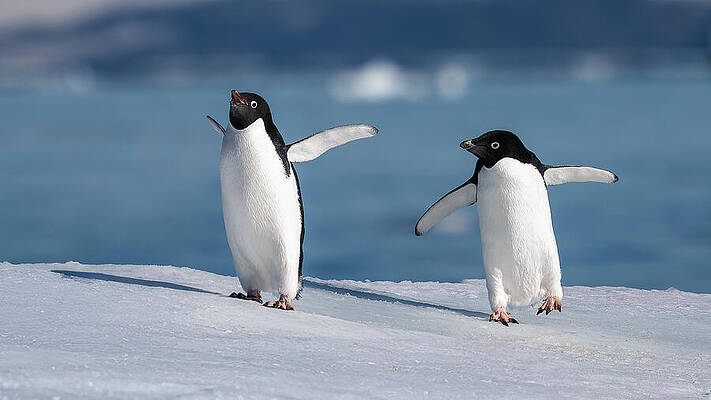 Adelie Penguins on Ice Wall Art