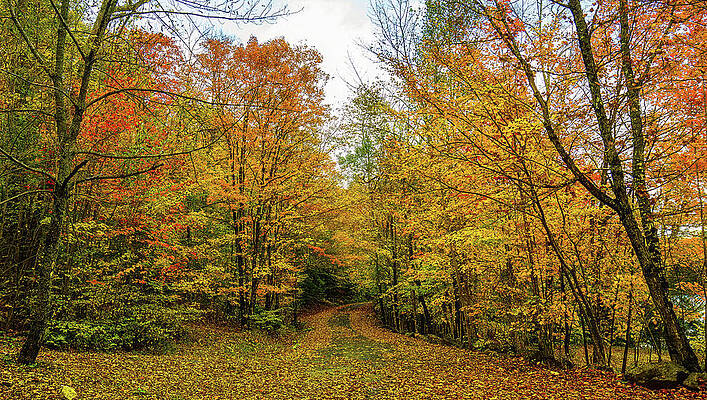 Tranquil Wall Art featuring the photograph Adirondacks Autumn At Harris Lake 2 by Ron Long Ltd Photography