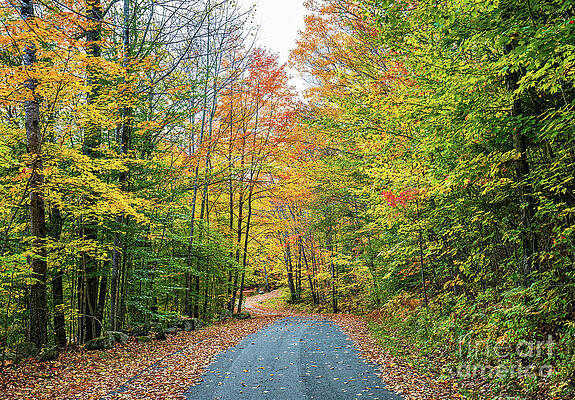 New York Photograph - Adirondacks Autumn At Harris Lake 6 by Ron Long Ltd Photography