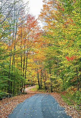 Tranquil Wall Art featuring the photograph Adirondacks Autumn At Harris Lake 6 Vertical by Ron Long Ltd Photography