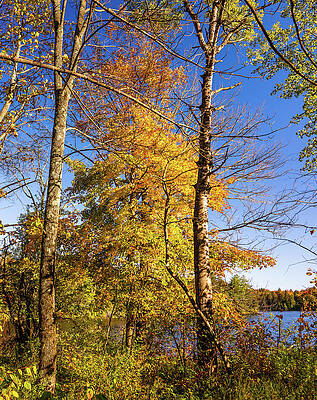 Tranquil Wall Art featuring the photograph Adirondacks Autumn At Mason Lake 2 by Ron Long Ltd Photography