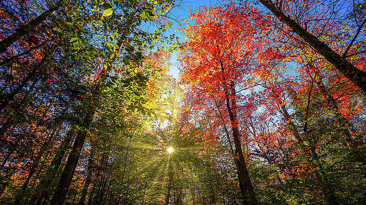 Tranquil Wall Art featuring the photograph Adirondacks Autumn At Rich Lake 8 by Ron Long Ltd Photography