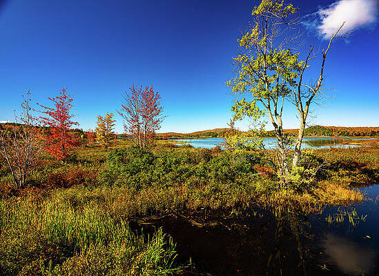 Tranquil Wall Art featuring the photograph Adirondacks Autumn At Tupper Lake 8 by Ron Long Ltd Photography