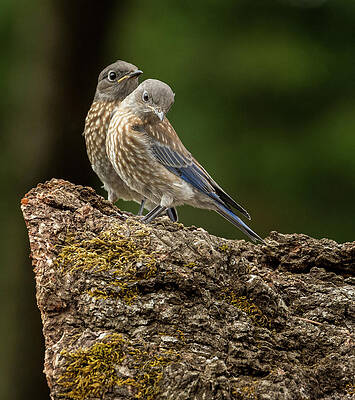 Wall Art featuring the photograph Adorable Bluebird Baby Duo by Jean Noren