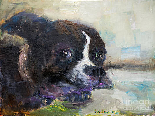 Adorable Boston Bulldog II by Radha Rao
