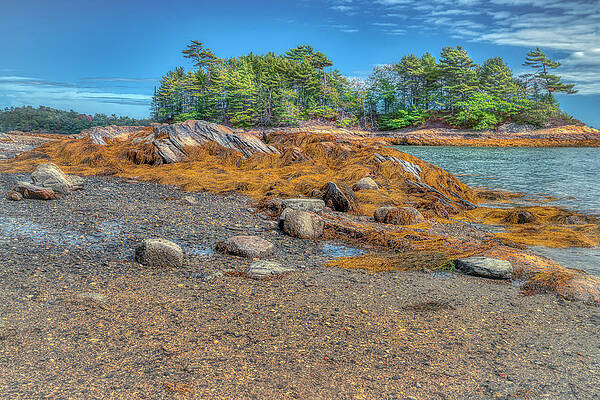 Wall Art featuring the photograph Adventures At Wolfe's Neck Woods by Penny Polakoff