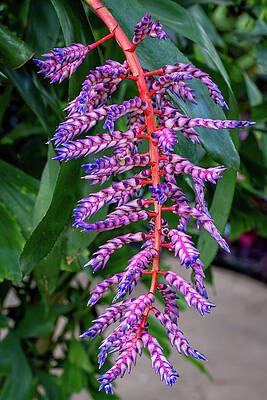Tropical Purple Plant Blossom Wall Art