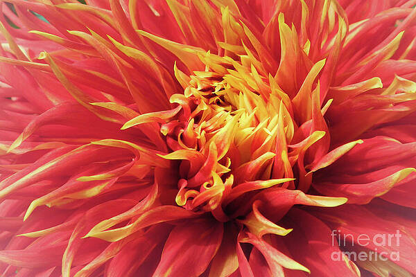 Wall Art featuring the photograph Aflame by Rehna George