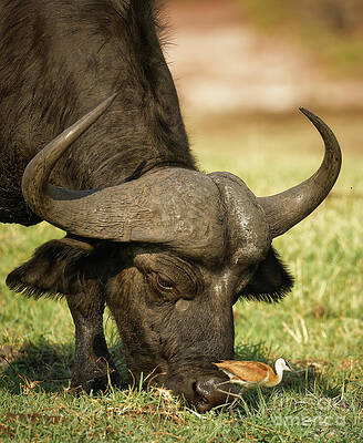 Buffalo and Bird Interaction Photograph