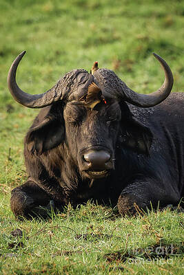 Buffalo Resting in Grass Photograph