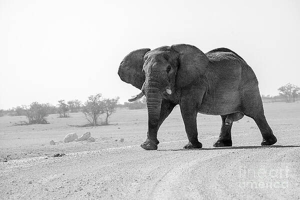 Landscape Photograph - African Elephant Nearby Olifantsrus Waterhole, Wildlife In Etosh by Sami Sarkis Photography