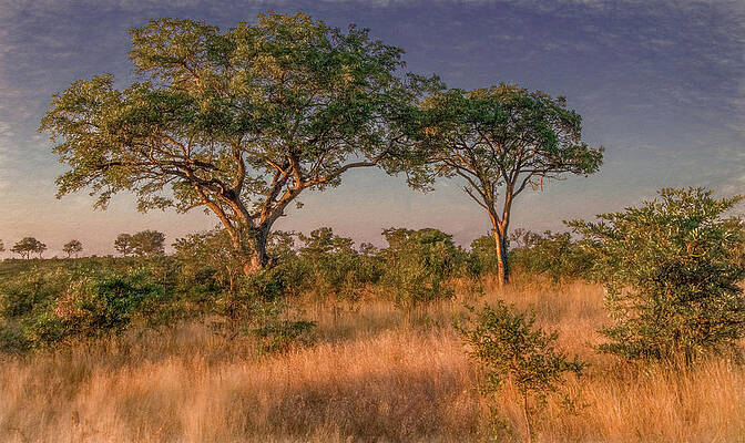 Natural Photograph - African Landscape Of Kruger National Park, Painterly by Marcy Wielfaert
