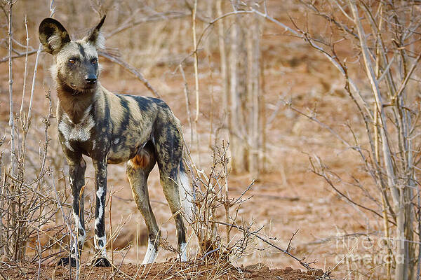 African Wild Dog in Savanna Photograph