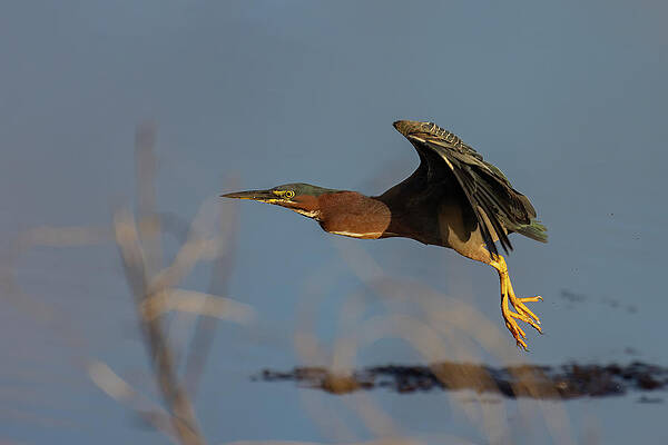 Bird Photograph - After Take Off by RD Allen
