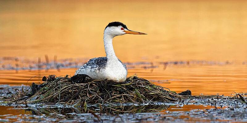 Wildlife Wall Art featuring the photograph After The Dance - Clark's Grebe by KJ Swan