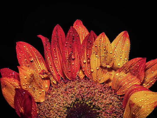 Vibrant Sunflower with Dew Drops Wall Art