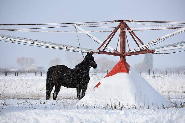 Cowboy Wall Art featuring the photograph After The Race by Alden White Ballard