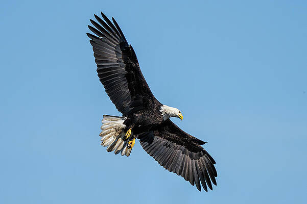 Beautiful Wall Art featuring the photograph Afternoon Delight by James Overesch