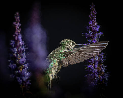 Flower Photograph - Agastache Forest by Tim Lyden