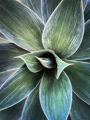 Wall Art featuring the photograph Agave Macro by Rebecca Herranen