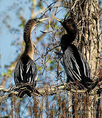 Wall Art featuring the photograph Ahingas Courting Behavior by Mary Lou Chmura