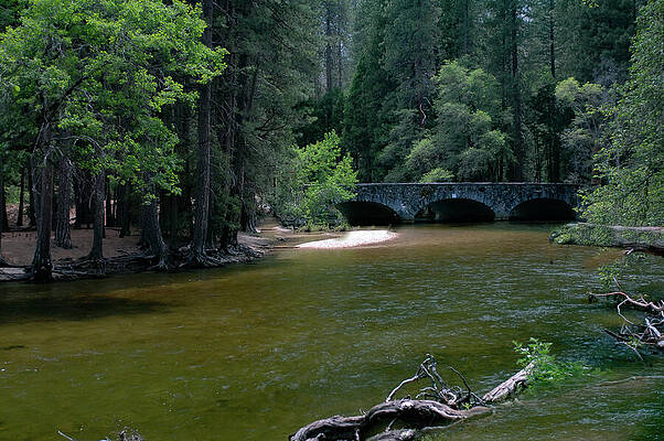 Tree Photograph - Ahwahnee Bridge - Merced River - Yosemite National Park by Bonnie Colgan