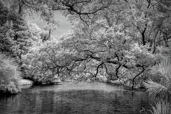 Natural Photograph - Aint No River Wide Enough by Maryanne Keeling