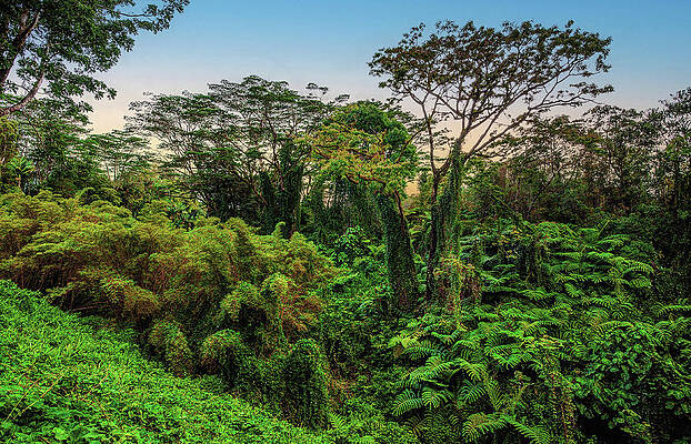 Tree Photograph - Akaka Falls Jungle - Big Island, Hawaii by Abbie Warnock