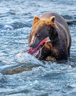 Bear Catching Salmon in River Wall Art