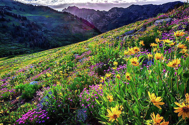 Color Photograph - Albion Basin Wildflowers by Abbie Warnock