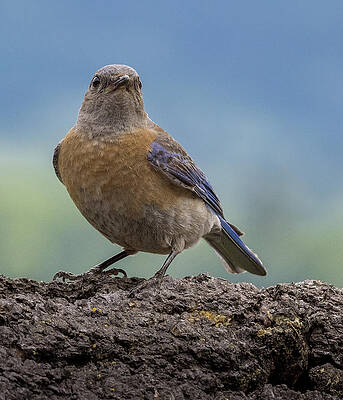 Wall Art featuring the photograph Alert Mother by Jean Noren