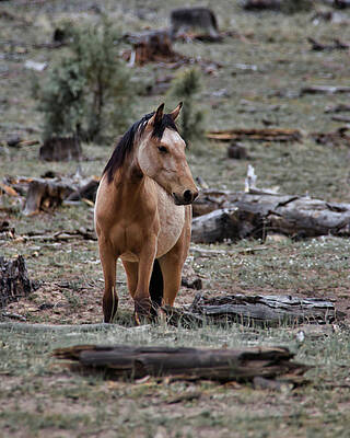 Nature Photograph - Alerted by American Landscapes
