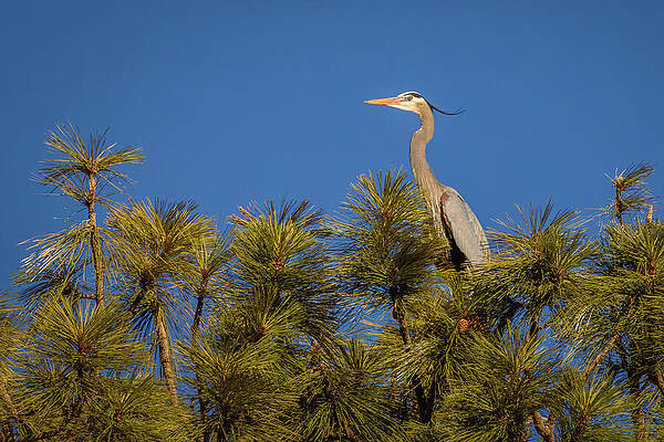 Wild Photograph - Alfalfa Waiting For Darla by Mike Lee