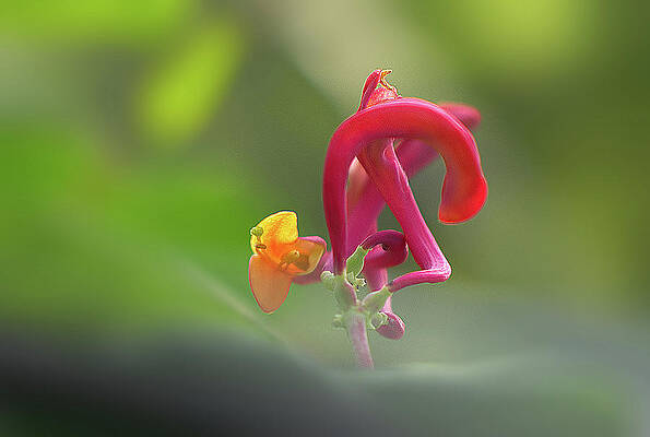Wall Art featuring the photograph Alien Honeysuckle by Rona Black