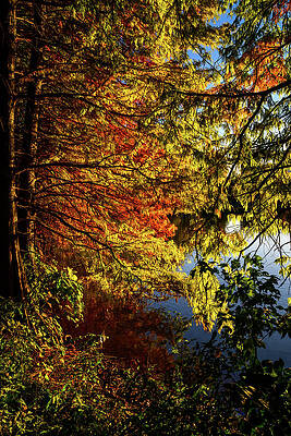 Atlanta Wall Art featuring the photograph All Of The Colors Of Autumn - Atlanta, GA by Anthony Hightower
