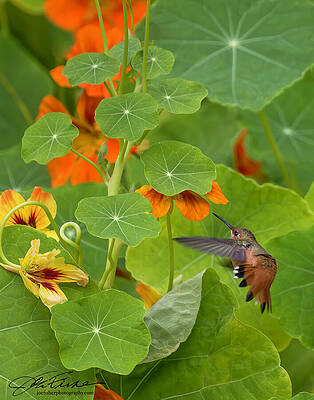 Vibrant Photograph - Allen's Hummingbird And Nasturtium by Joe Fisher