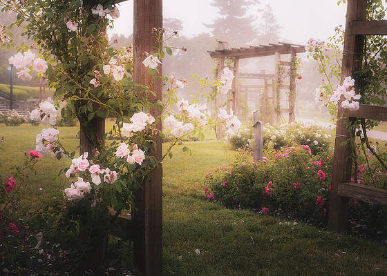 Wall Art featuring the photograph Allentown Rose Gardens - Through The Arbors by Jason Fink