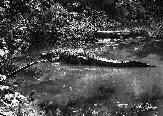 Nature Photograph - Alligators by David McKinney