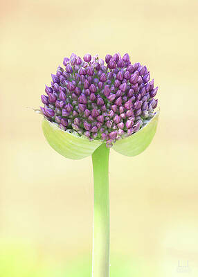 Photograph - Allium Bloom by Decoris Art