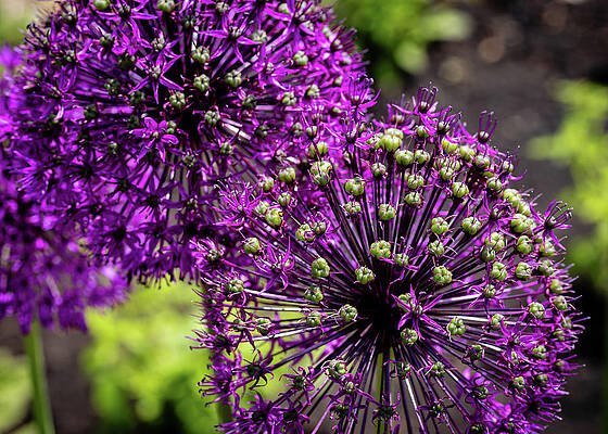Spring Wall Art featuring the photograph Allium Heads by Shirley Mitchell