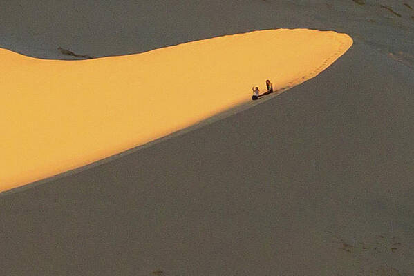 Beautiful Photograph - Alone On The Dune by Jean Noren