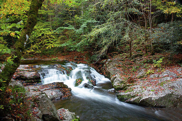 Wall Art featuring the photograph Along Little River Road by Gina Fitzhugh