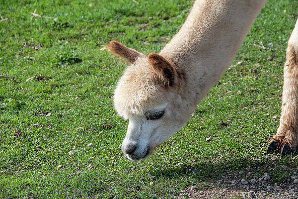 Wildlife Photograph - Alpacas At Kickin' Back 2 by John Twynam