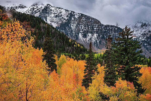 Canyon Photograph - Alpine Loop Aspens And Mount Timpanogos, Utah by Abbie Warnock