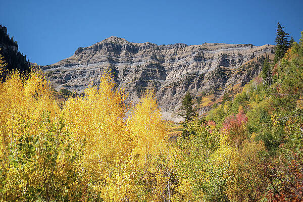 Autumn Foliage and Mountain Landscape Wall Art