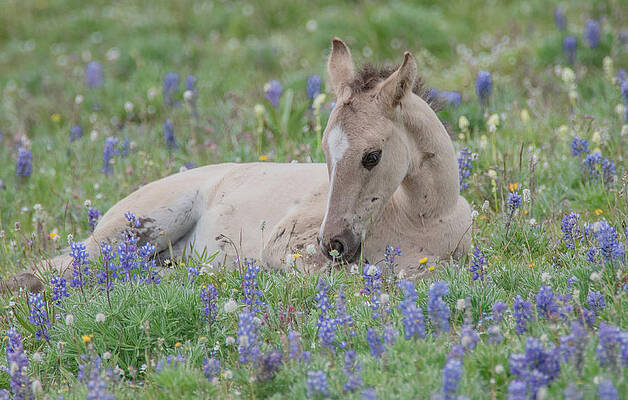 Spring Photograph - Alpine Spring Meadow by Marcy Wielfaert