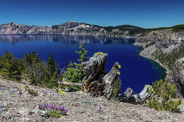 Nature Photograph - Alpine Summer by Tim Lyden