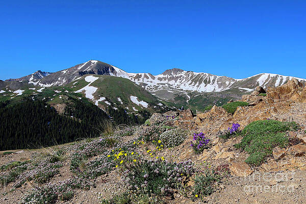 Colorado Wall Art featuring the photograph Alpine Tundra by Shirley Dutchkowski