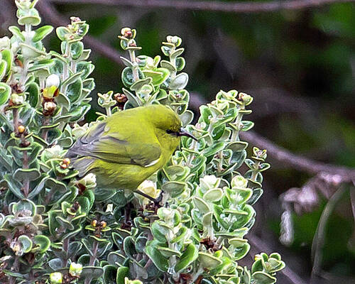 Wall Art featuring the photograph Amahiki Break Time by Charlie Osborn